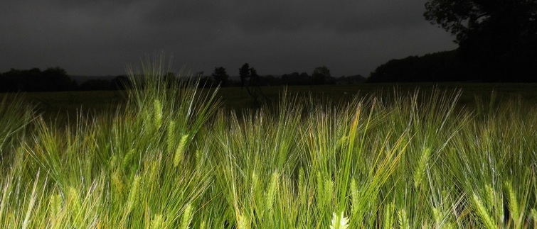 Laissez Croître ensemble le Blé et l'Ivraie jusqu'à la Moisson !